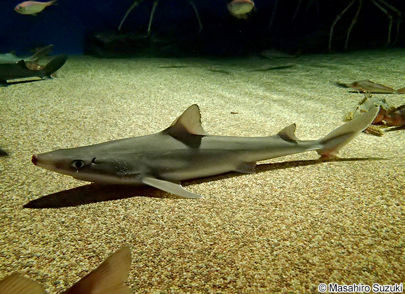 トガリツノザメ Squalus japonicus