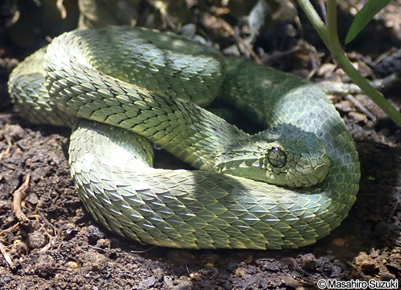 トゲブッシュバイパー Atheris squamigera