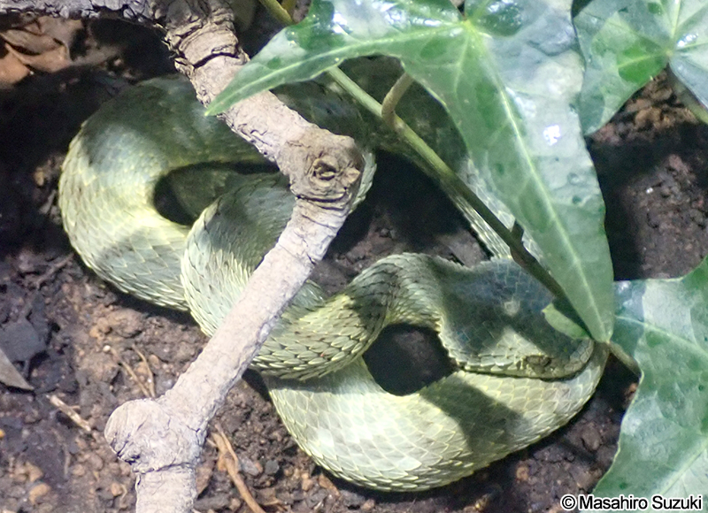 トゲブッシュバイパー Atheris squamigera