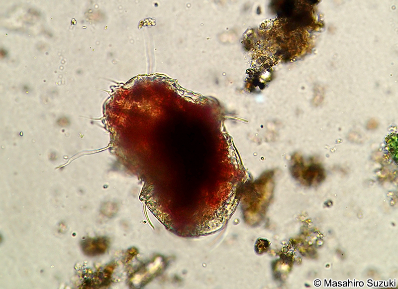 トゲクマムシ Echiniscoidea