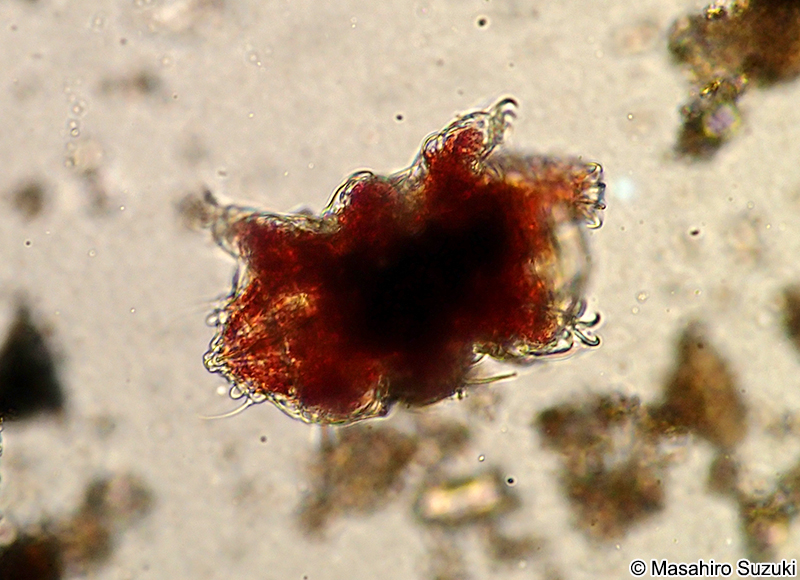 トゲクマムシ Echiniscoidea