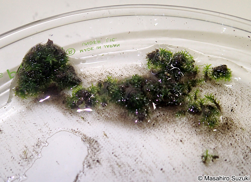 トゲクマムシ Echiniscoidea