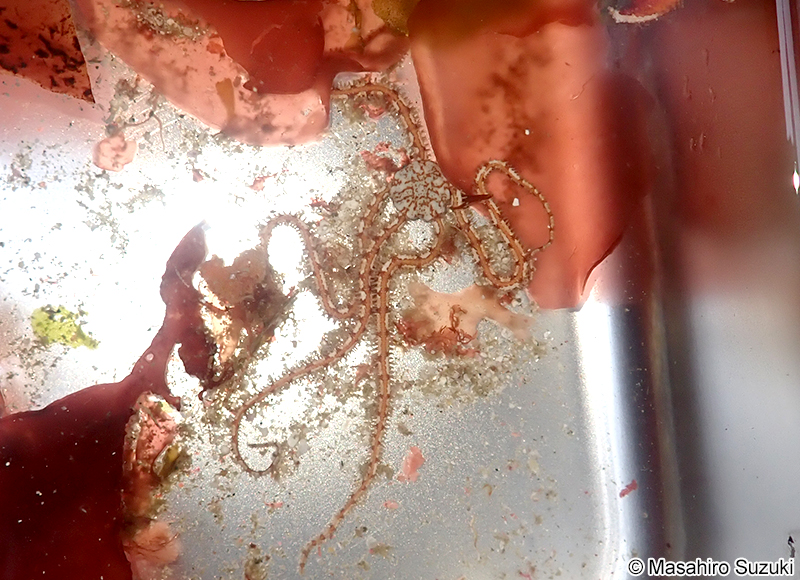 トゲクモヒトデ科の1種 Ophiotrichidae sp.