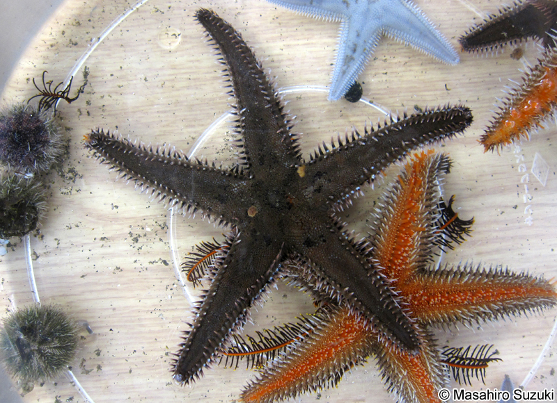 トゲモミジガイ Astropecten polyacanthus