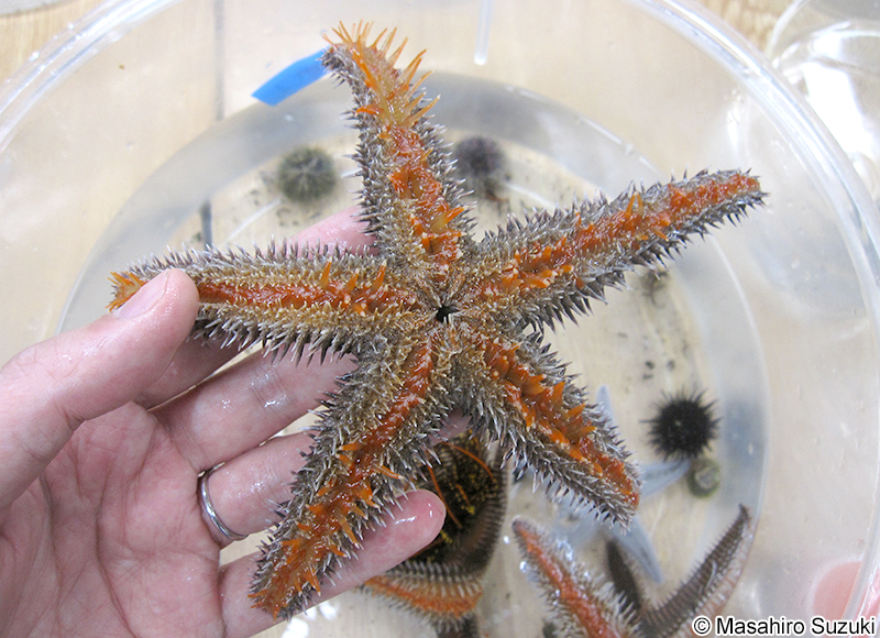 トゲモミジガイ Astropecten polyacanthus