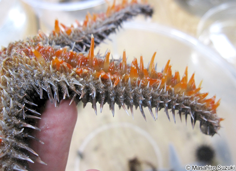 トゲモミジガイ Astropecten polyacanthus