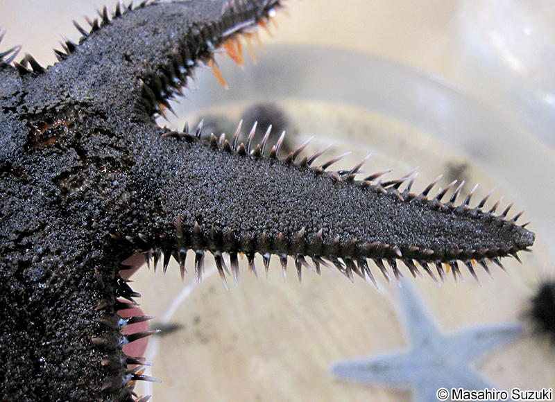トゲモミジガイ Astropecten polyacanthus