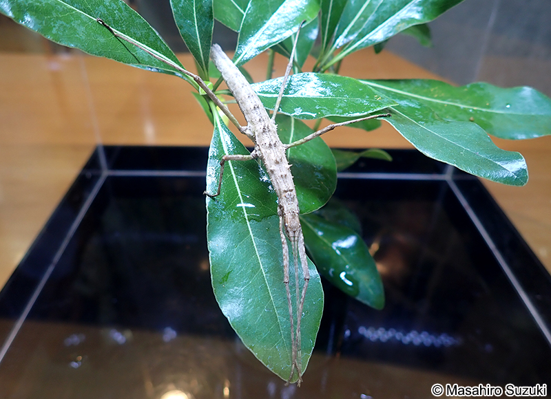 トゲナナフシ Neohirasea japonica