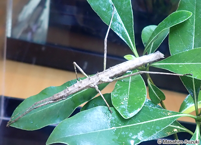 トゲナナフシ Neohirasea japonica