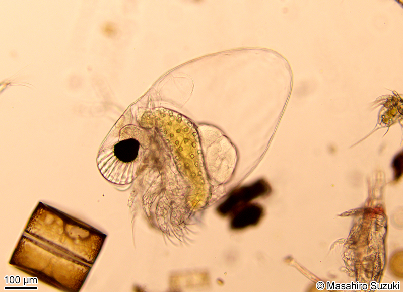 トゲナシエボシミジンコ Pseudevadne tergestina