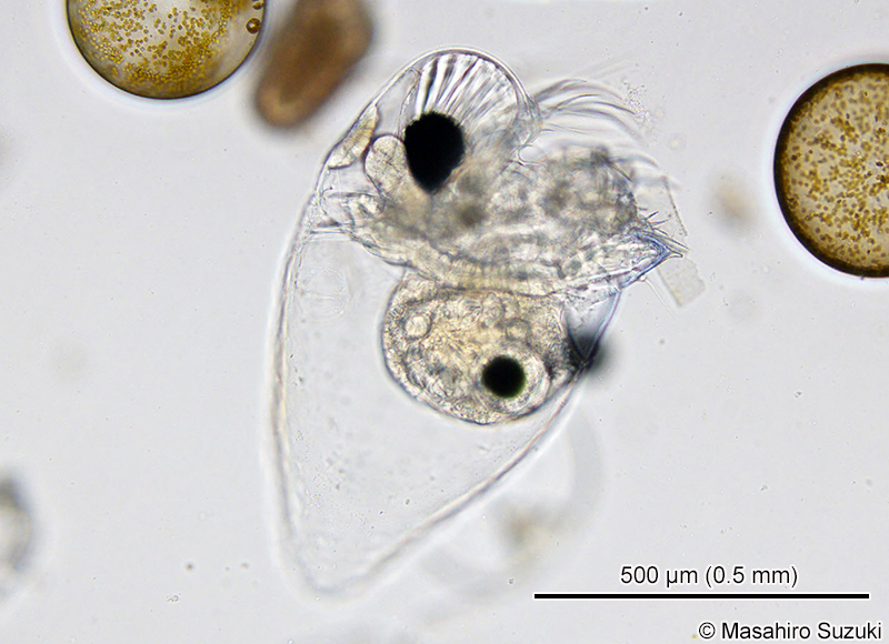 トゲナシエボシミジンコ Pseudevadne tergestina