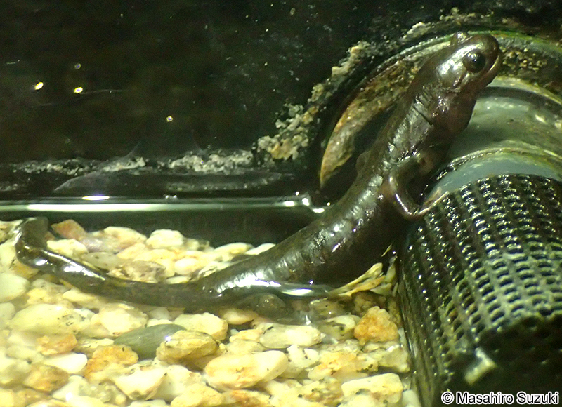 トウホクサンショウオ Hynobius lichenatus