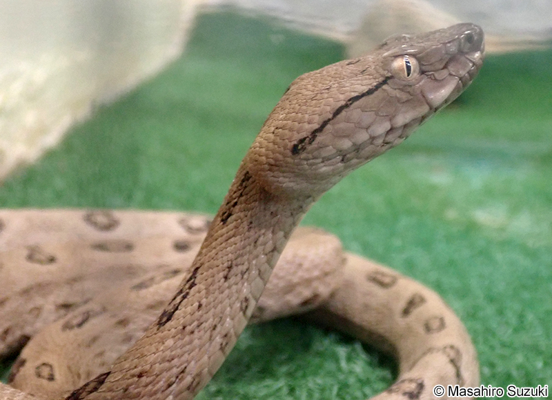 トカラハブ Protobothrops tokarensis