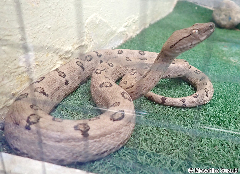 トカラハブ Protobothrops tokarensis