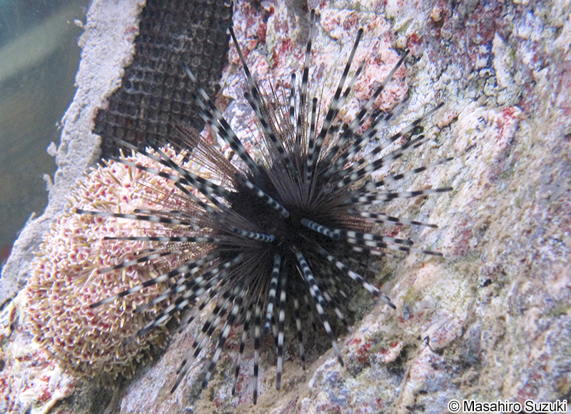 トックリガンガゼモドキ Echinothrix calamaris