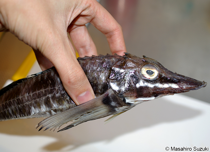 トクビレ Podothecus sachi