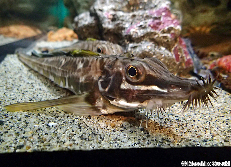 トクビレ Podothecus sachi