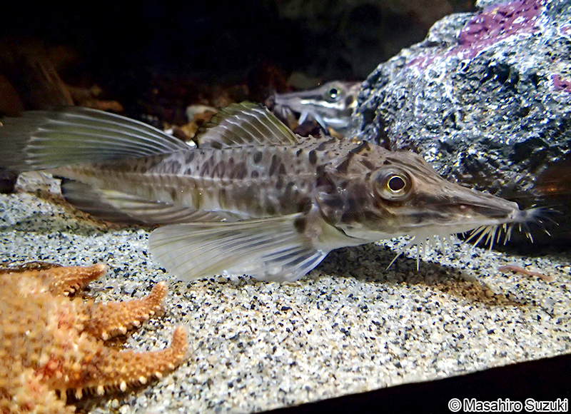 トクビレ Podothecus sachi