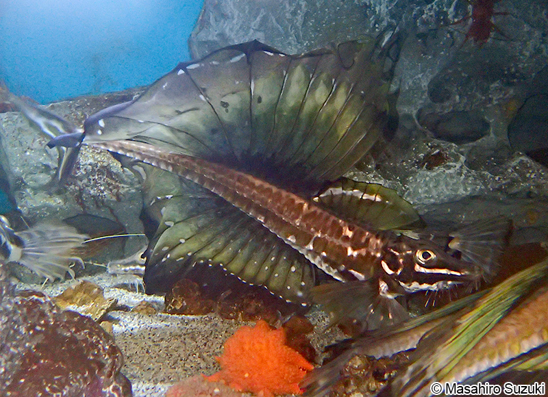 トクビレ Podothecus sachi