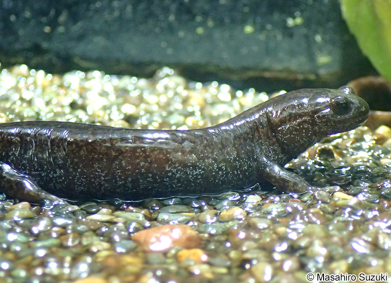 トウキョウサンショウオ Hynobius tokyoensis