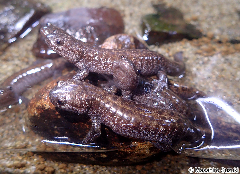 トウキョウサンショウオ Hynobius tokyoensis