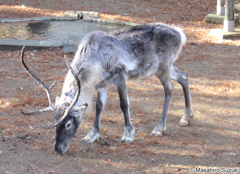 トナカイ Rangifer tarandus