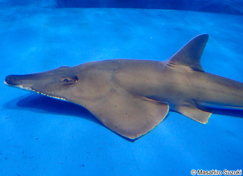 トンガリサカタザメ Rhynchobatus djiddensis