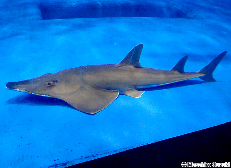トンガリサカタザメ Rhynchobatus djiddensis