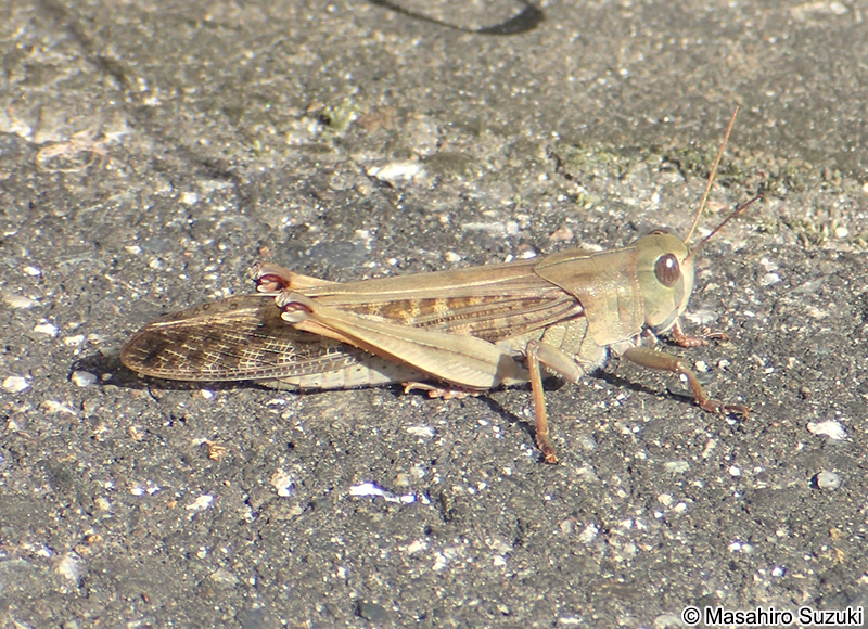 トノサマバッタ Locusta migratoria
