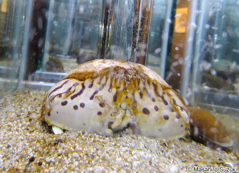 トラフカラッパ Calappa lophos