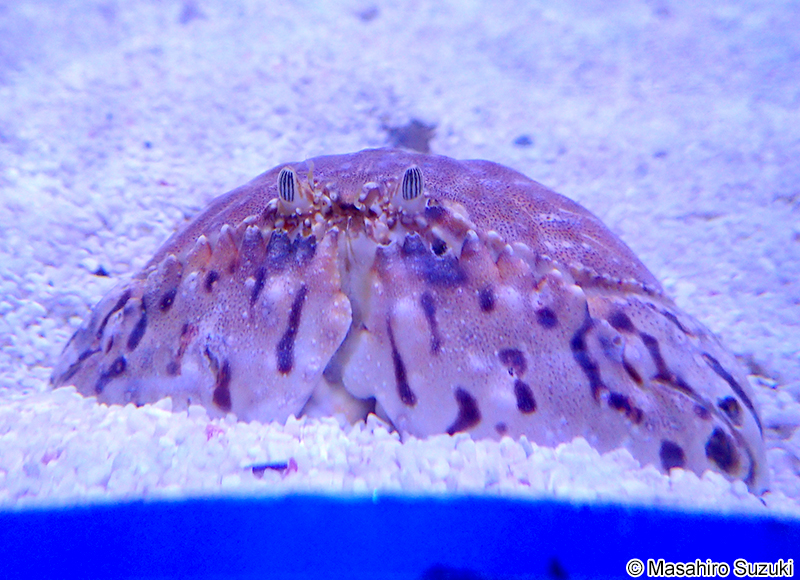 トラフカラッパ Calappa lophos