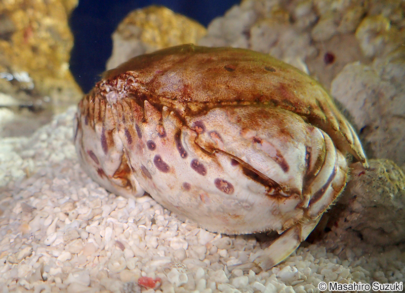 トラフカラッパ Calappa lophos