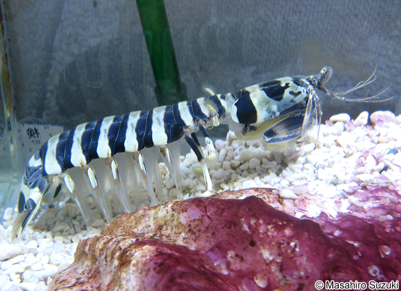 トラフシャコ Lysiosquillina maculata