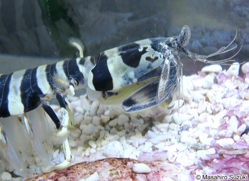 トラフシャコ Lysiosquillina maculata