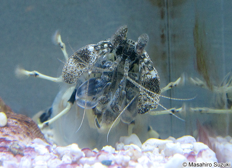 トラフシャコ Lysiosquillina maculata