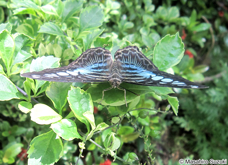 トラフタテハ Parthenos sylvia