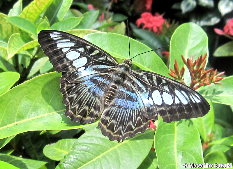 トラフタテハ Parthenos sylvia