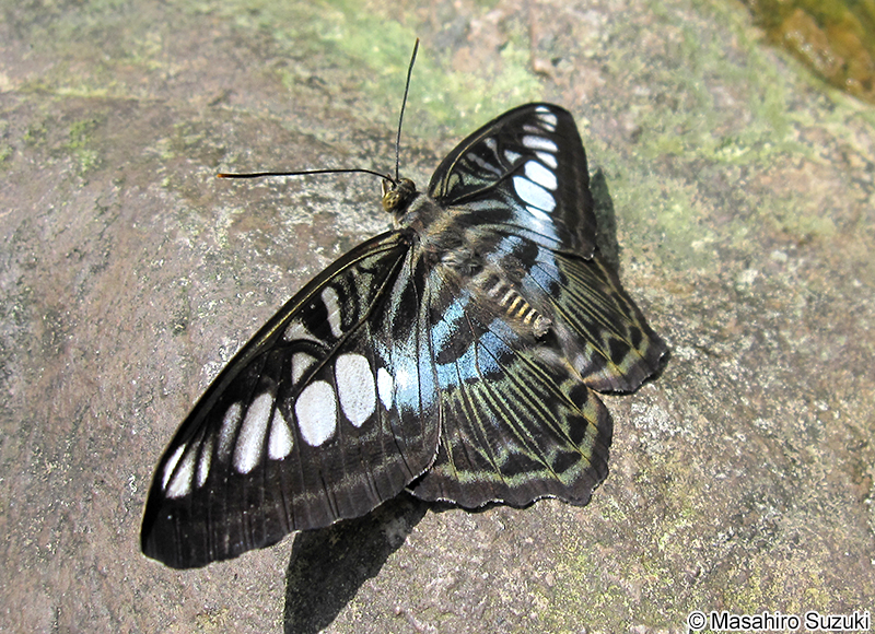 トラフタテハ Parthenos sylvia