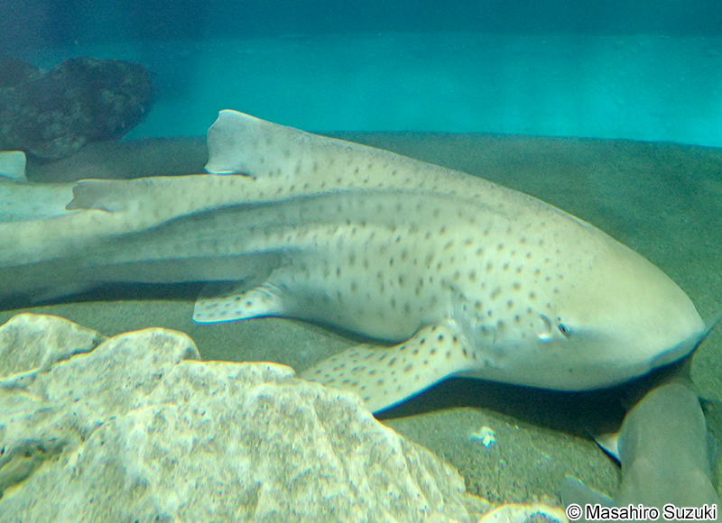 トラフザメ Stegostoma fasciatum