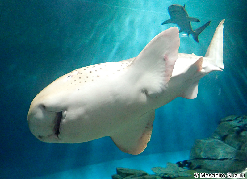 トラフザメ Stegostoma fasciatum