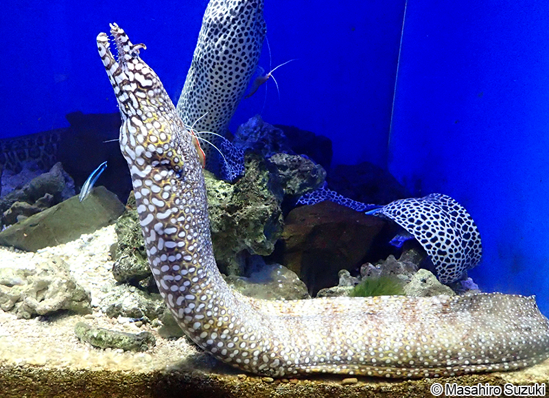 トラウツボ Enchelycore pardalis