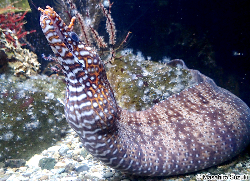 トラウツボ Enchelycore pardalis