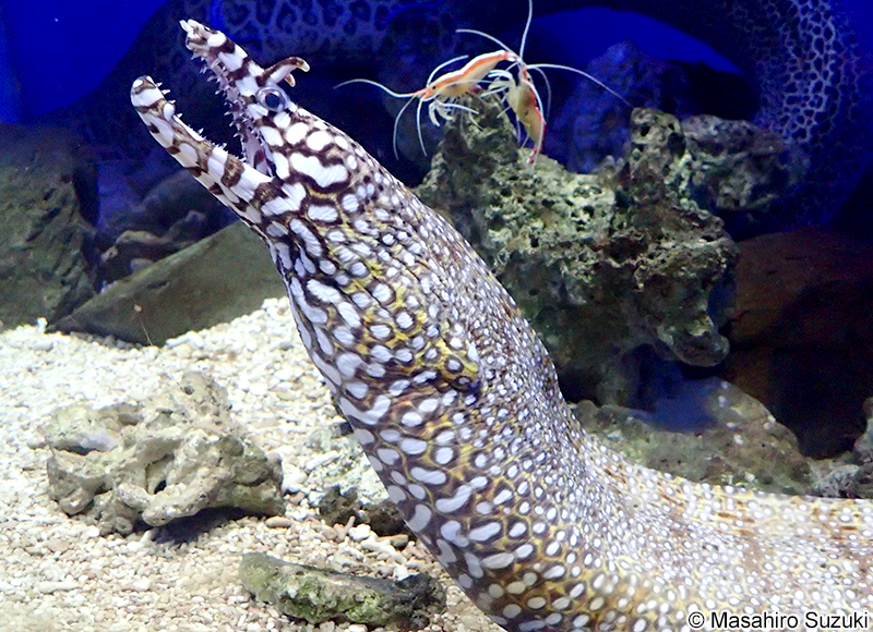 トラウツボ Enchelycore pardalis