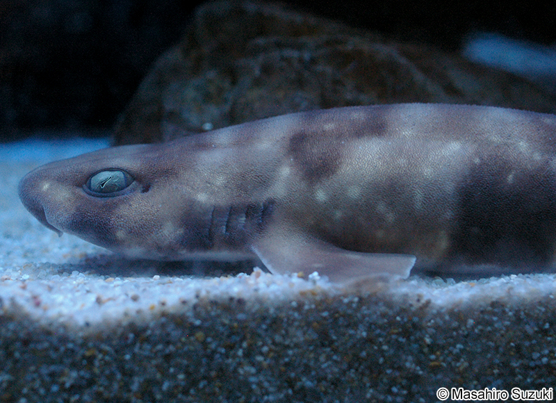 トラザメ Scyliorhinus torazame