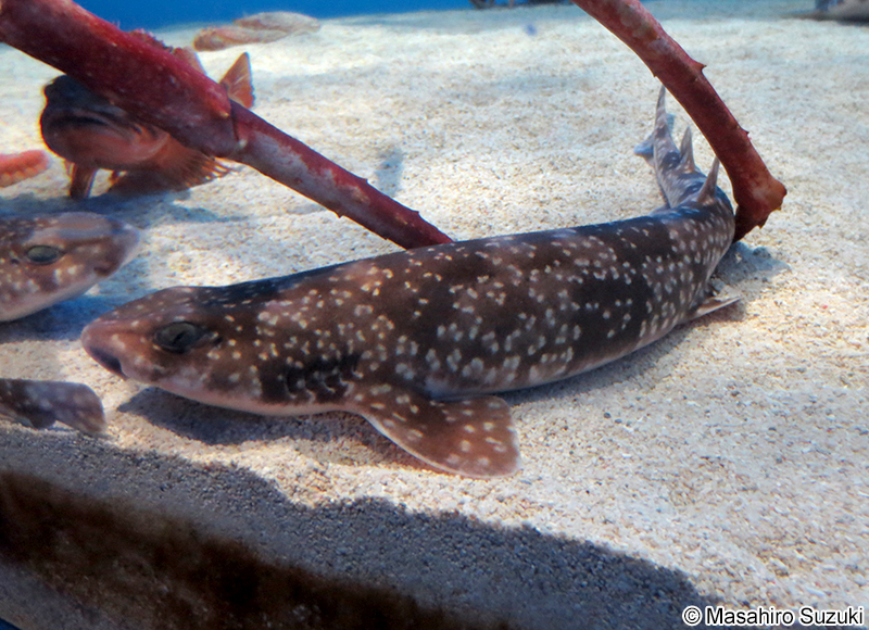 イズハナトラザメ Scyliorhinus tokubee