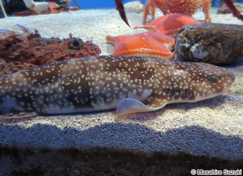 イズハナトラザメ Scyliorhinus tokubee