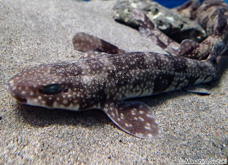 イズハナトラザメ Scyliorhinus tokubee