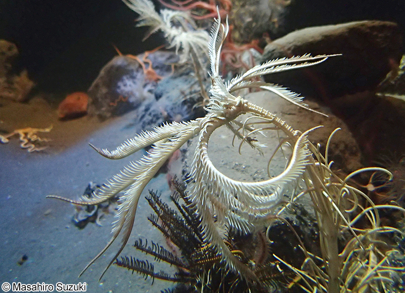 トリノアシ Metacrinus rotundus