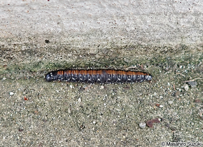 トサカフトメイガ Locastra muscosalis