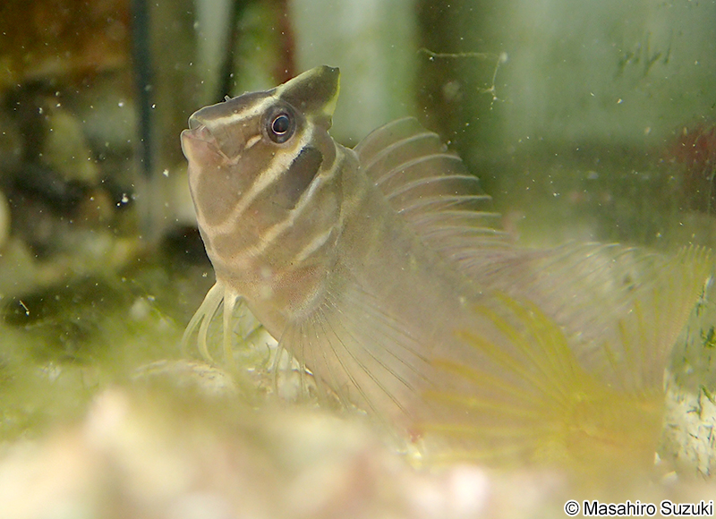 トサカギンポ Omobranchus fasciolatoceps